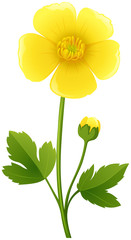 Wall Mural - Buttercup flower in yellow color