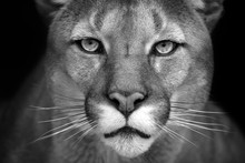 Puma Close Up Portrait Isolated On Black Background. Black And White