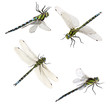 set of macro shots of dragonfly
