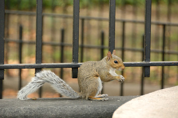 Squirrel eating / rodent devouring food given by tourists