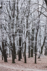Wall Mural - trees in park covered with frost