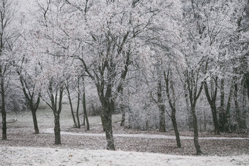 Wall Mural - trees covered with frost