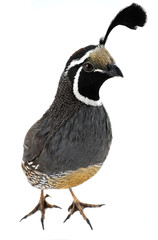 Wall Mural - male California Quail