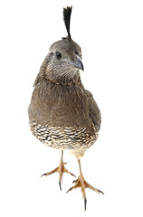 Poster -  Female California Quail