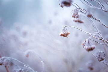 Rime on plants