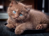 Fototapeta Zwierzęta - Brown kitten on black plate