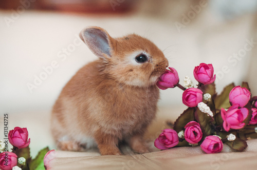 Plakat mały królik dziecko gryzie różowe kwiaty