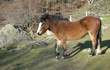 Red, copper coloured/ brown pony stood in a field in Autumn/ fall