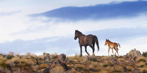 wild mustang horse in the nevada desert.