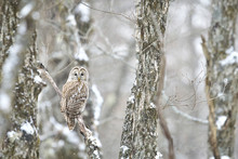 降雪の中のフクロウ(Ural Owl)