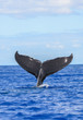 Humpback whale diving, tail out of the sea