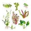 Aquarium plants set. Cartoon underwater algae. Seaweed natural elements.