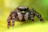 Fototapeta Zwierzęta - pająk