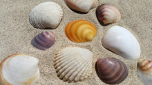 Sea Shells On The Sand Background