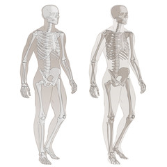 human body and skeleton