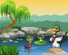 Cute Ducks Swimming On The Pond And Frog