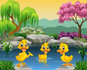 Poster - Cute ducks swimming on the pond