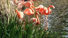 Flamingos Preening Standing In Water With Green Reeds