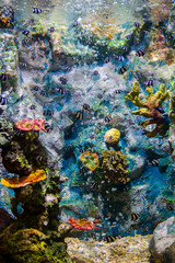 Wall Mural - A marine aquarium with fishes and corals