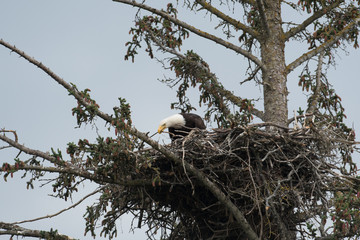 Sticker - Bald eagle in a nest