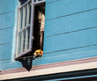 Dog With Head out of Window in san francisco during summer 