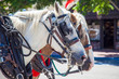 Horses and carriage in santa barbara