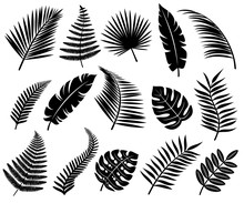 Set Of Tropical Leaves. Vector