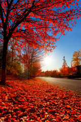 fallen red maple leaves line the edge of a quiet road on an autumn afternoon