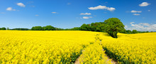 Tractor Tracks Through Endless Fields Of Oilseed Rape Blossoming Under Blue Sky With Clouds