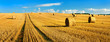 Bales of Straw in Endless Stubble Field during Harvest, Summer Landscape under Blue Sky