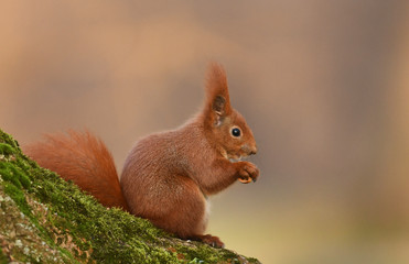 Wall Mural - Red Squirrel (Sciurus vulgaris)