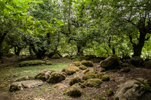 View Of The Forest Edge Overgrown With Green Moss And Stones With Beautiful Spring Trees Around