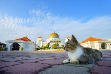 Cute cat with beautiful mosque at background.