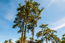Pine Trees With Blue Sky At Huai Nam Dang National Park