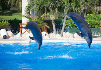 Two dolphins jumping out of the water in tandem