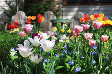Tulips. Background With Front Yard Garden Bright Color Tulips In Sunlight.