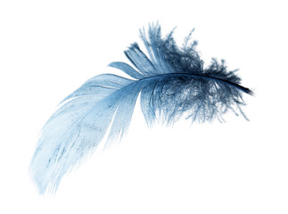 blue feather on a white background