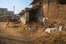 Rural Indian Village With Cattle, Mud Houses And Muddy Village Road. Photograph Taken At A Village In Bankura District, West Bengal, India.