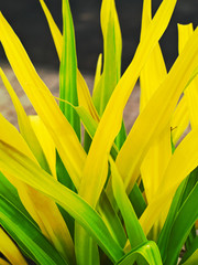 closeup shot of green and yellow leaves of a Crinum asiaticum or poison bulb, giant crinum lily, grand crinum lily, spider lily