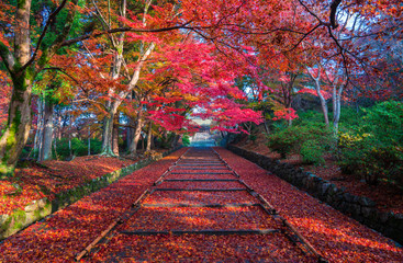 Wall Mural - 京都　毘沙門堂の紅葉