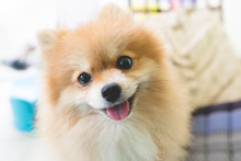 Puppy Pomeranian Dog Cute Pets In Home