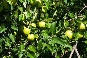 Apple tree in an orchard