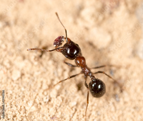 Ant In Nature Macro Buy This Stock Photo And Explore