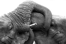 Asian Elephants At Play (Elephas Maximus Indicus) In Black And White