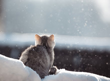 Snow Kitten, Cat Breed Scottish