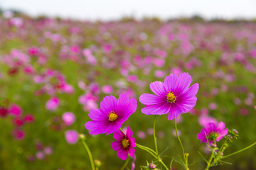 Wall Mural - Cosmos field in Japan