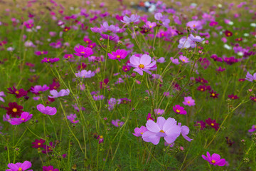 Wall Mural - Cosmos field in Japan
