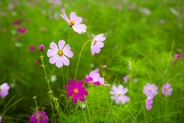 rainy cosmos