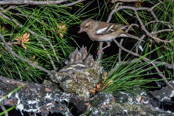 Poster - A female chaffinch bringing food to its three chicks in the nest on a pine tree