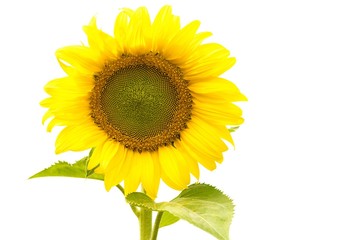 Wall Mural - sunflower and white background.